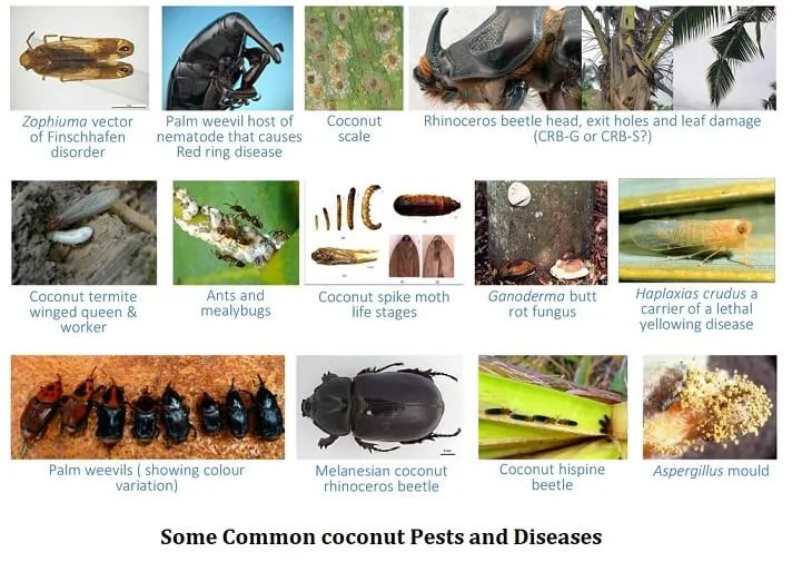 Coconut Tree: A Fascinating World in itself 3 pest and diseases