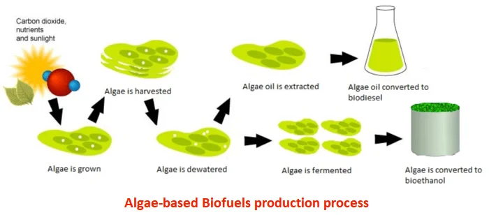 Embracing Cleaner Energy: World Biofuel Day 6 Algae_Biofuels