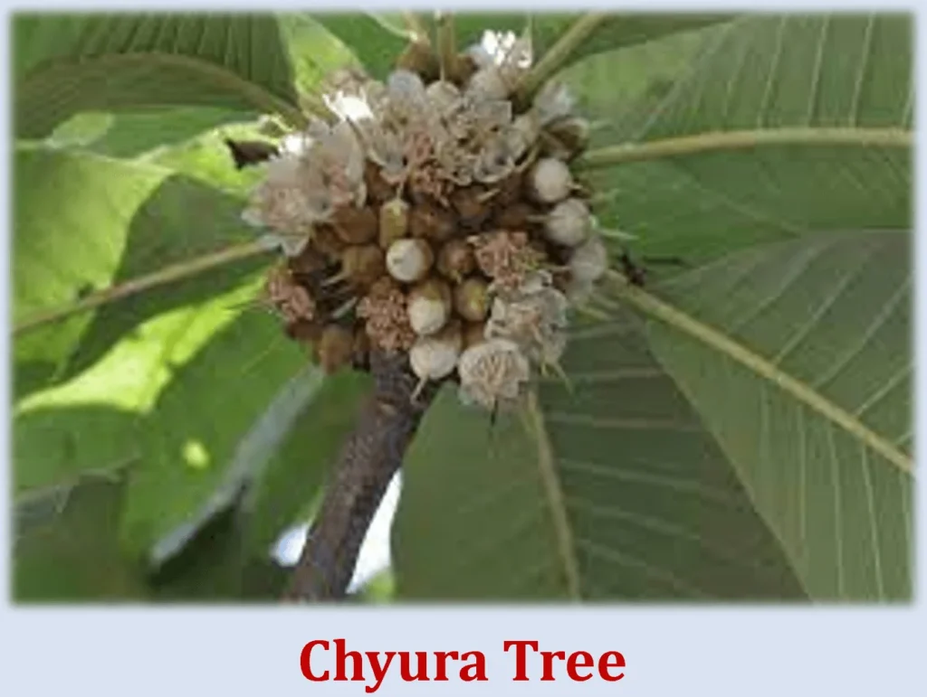 Chyura : A Flavorful Journey into the World of Butter Tree 7 Chyura Tree