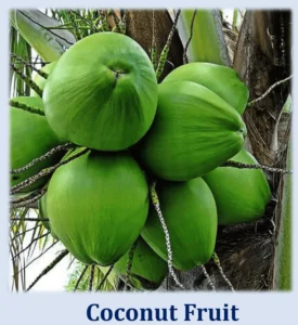 Coconut Tree: A Fascinating World in itself 4 Coconut Fruit