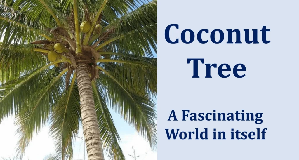 Coconut Tree: A Fascinating World in itself 38 Coconut Tree