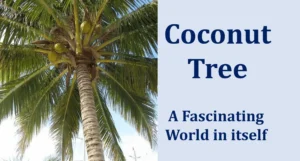 Environment 34 Coconut Tree
