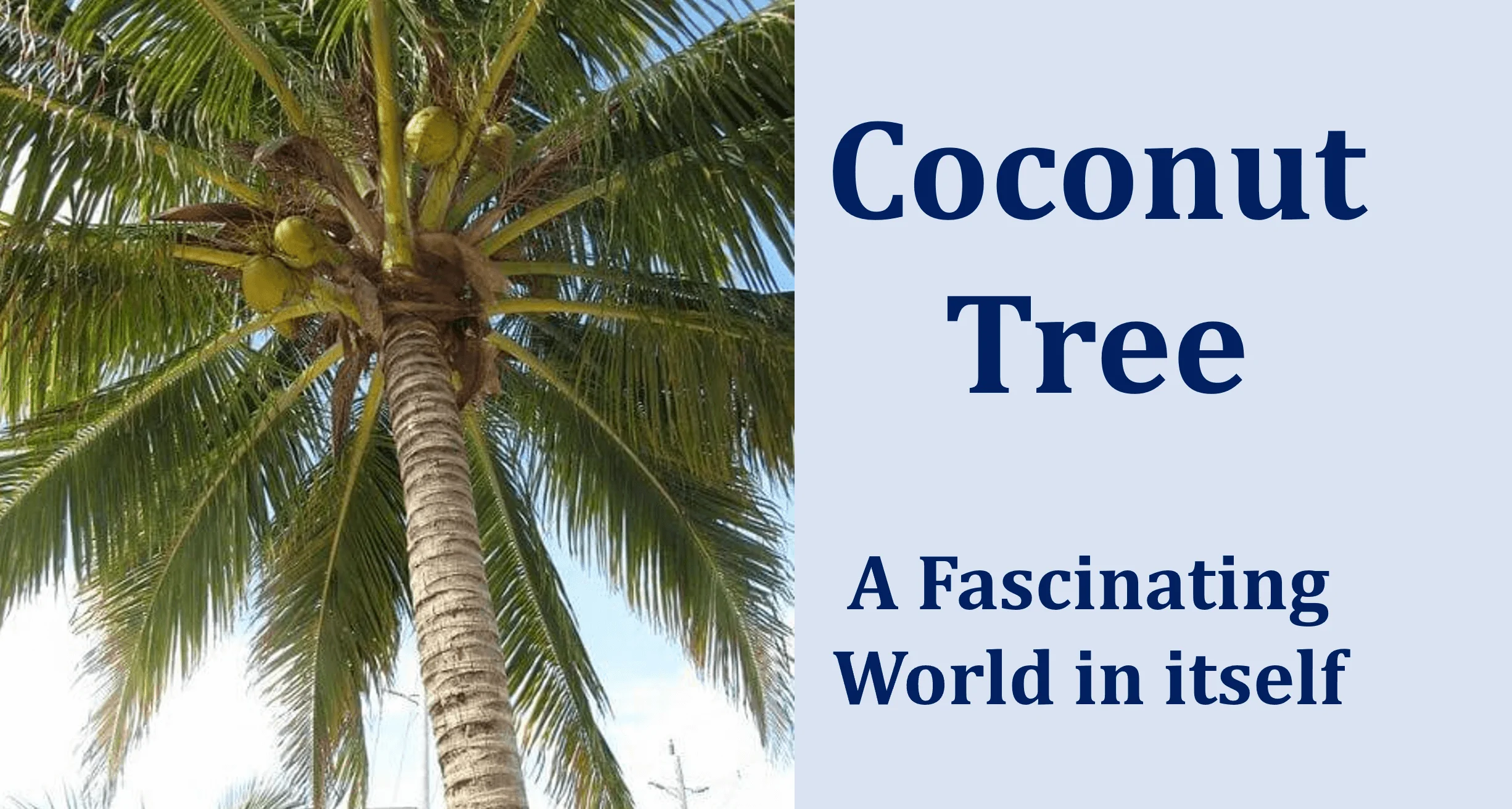 Coconut Tree: A Fascinating World In Itself -