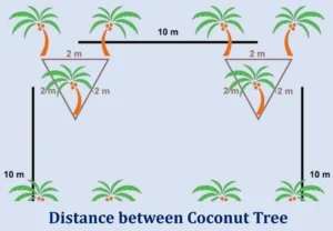 Coconut Tree: A Fascinating World in itself 2 Distance between Coconut Tree