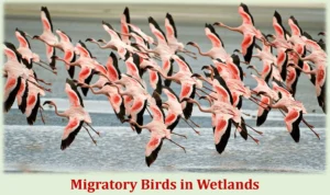 Wetlands: The Kidneys of Earth 3 Migratory Birds in Wetlands