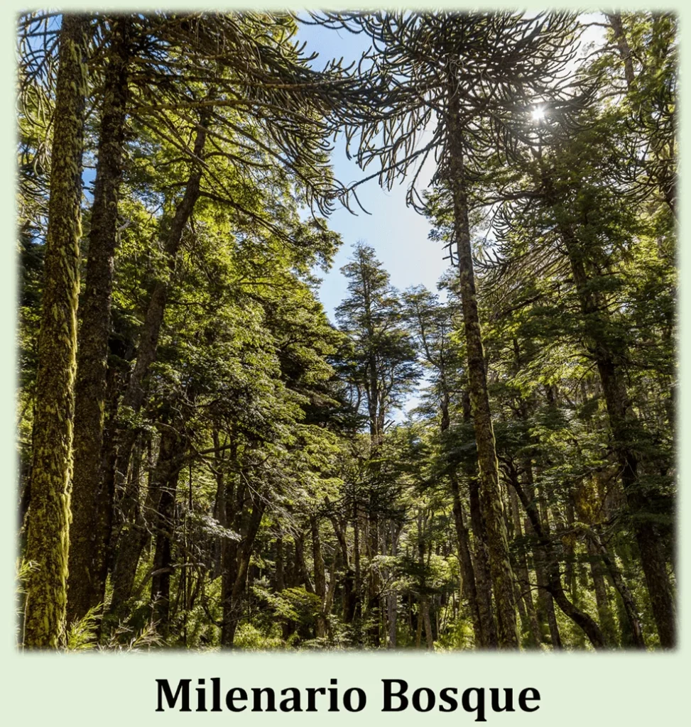 Exploring the Wonders of Los Alerces National Park 6 Milenario Bosque