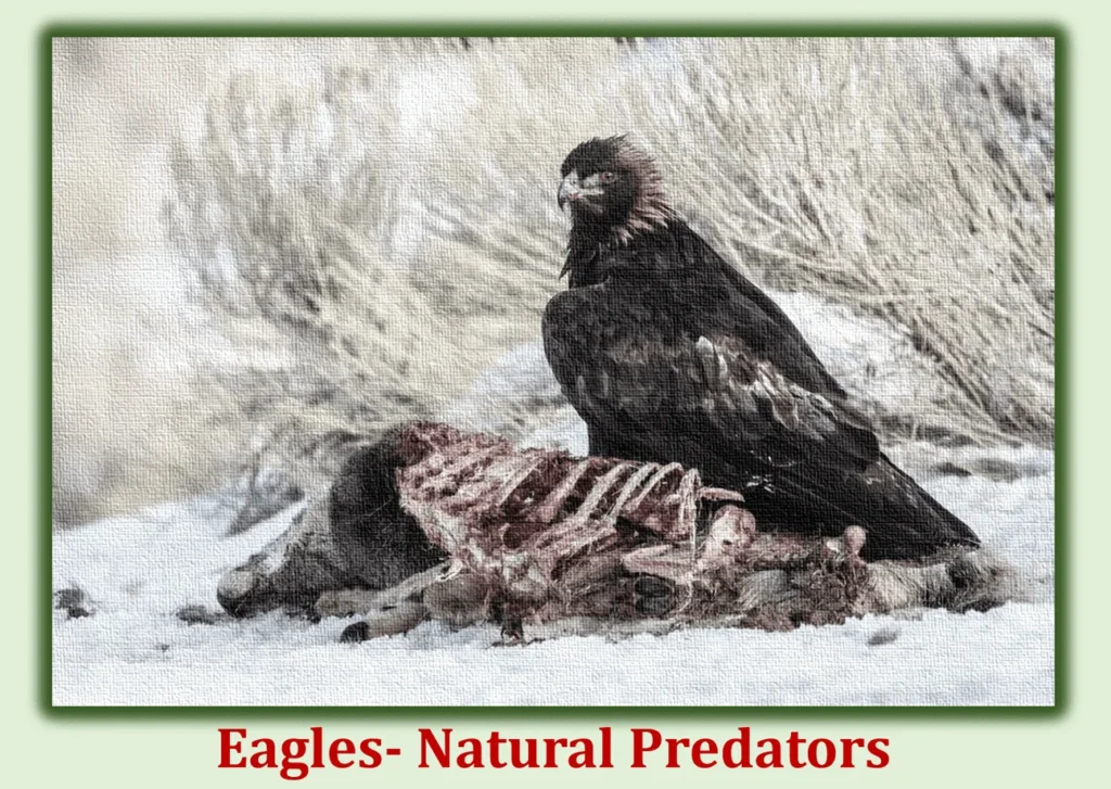 Natural Predators