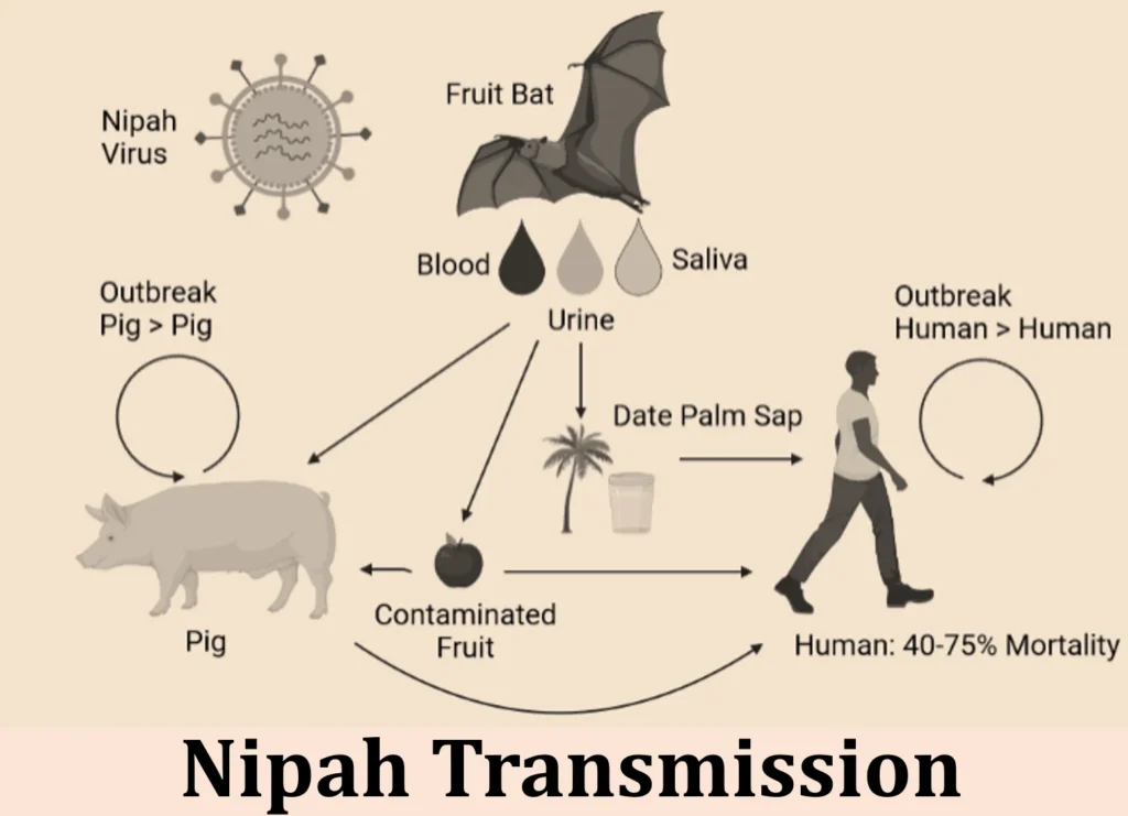 Nipah Virus: Causes, Symptoms, and How to Stay Safe 2 Nipah Transmission