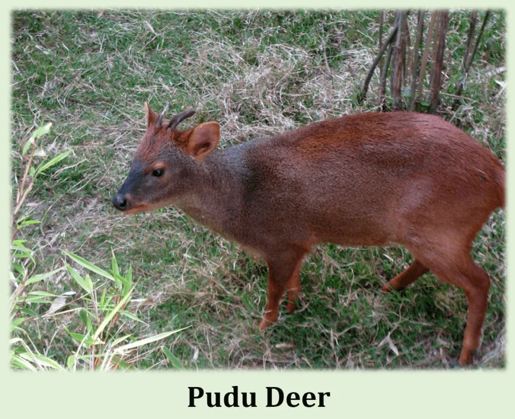 Exploring the Wonders of Los Alerces National Park 3 Pudu Deer
