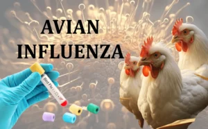 Avian Influenza