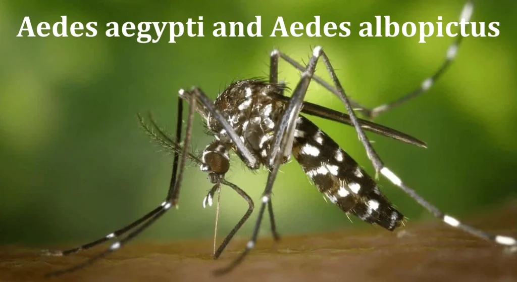 Dengue: Unmasking the Silent Assassin of Tropical Paradises 2 Tiger Mosquitoes