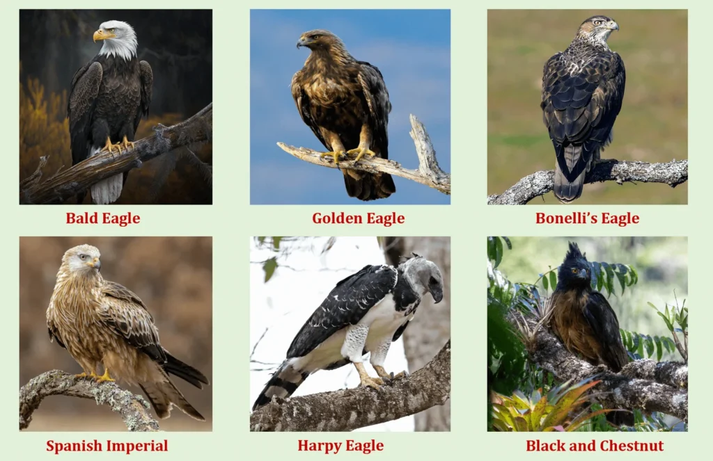 Types of Eagle