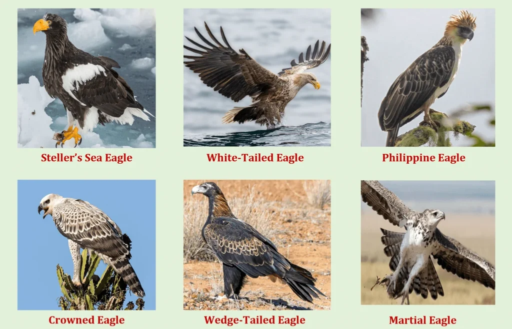 Types of Eagle