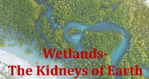 Environment 32 Wetlands