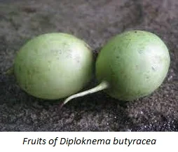Diploknema butyracea fruit 