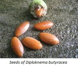 Diploknema butyracea seeds