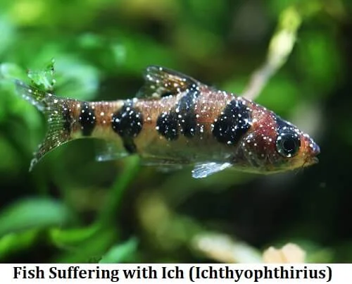 Feeding Your Aquatic Pets with Quality Fish Food 2 fish diseases