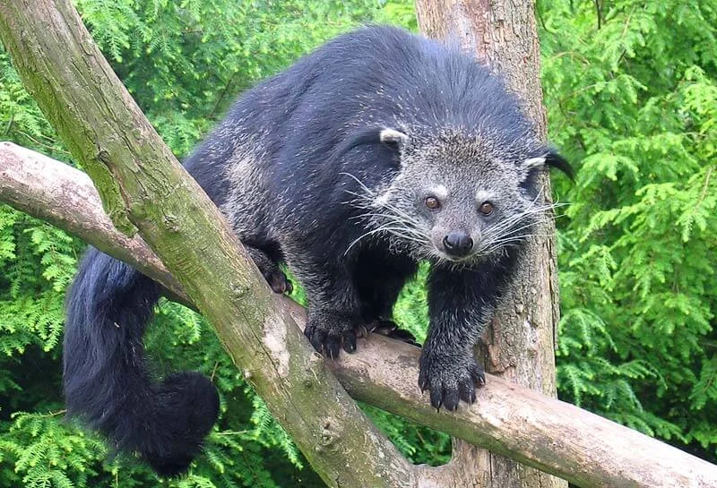 Binturongs: Guardians of the Forest Canopy and Keepers of Tradition 3 Binturong