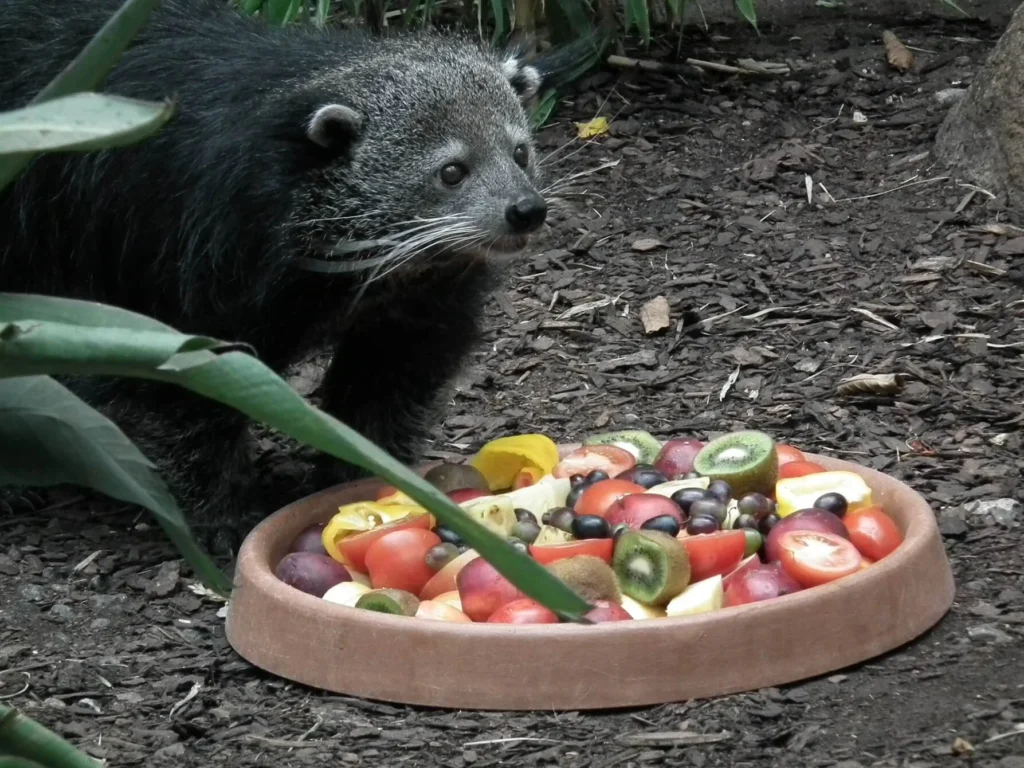 Binturongs: Guardians of the Forest Canopy and Keepers of Tradition 4 Binturongs diet