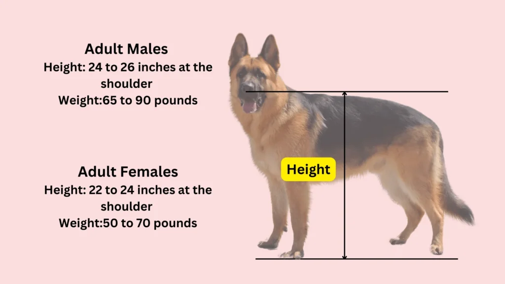 body structure of German Shepherds