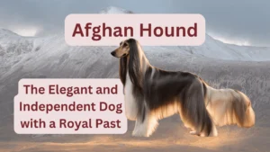 Afghan Hound