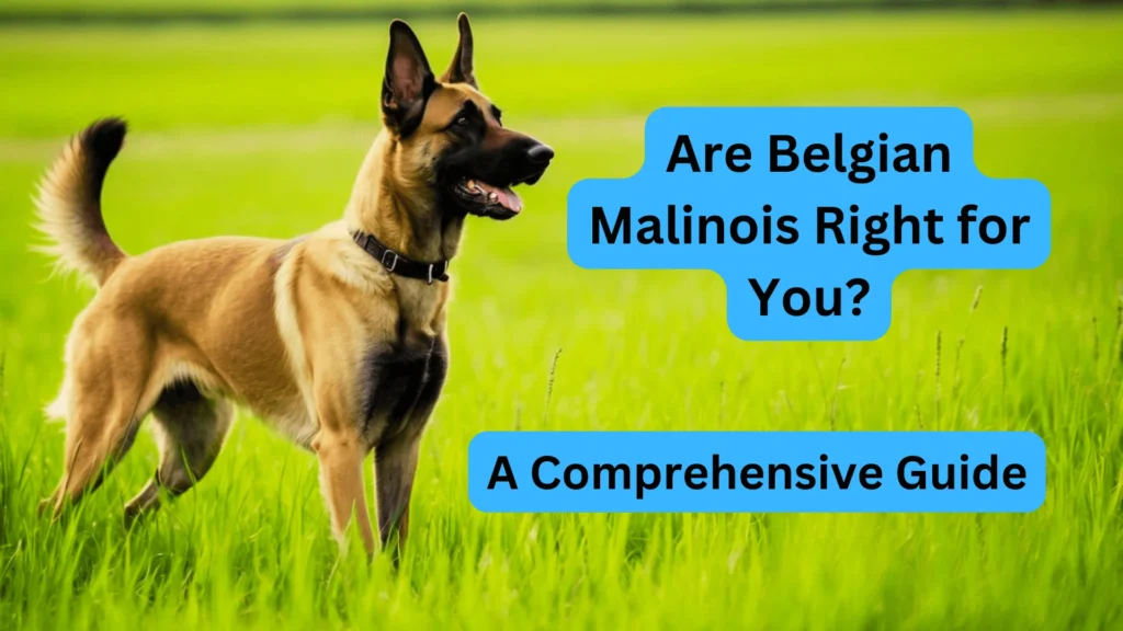 Are Belgian Malinois Right for You? A Comprehensive Guide 1 Belgian Malinois