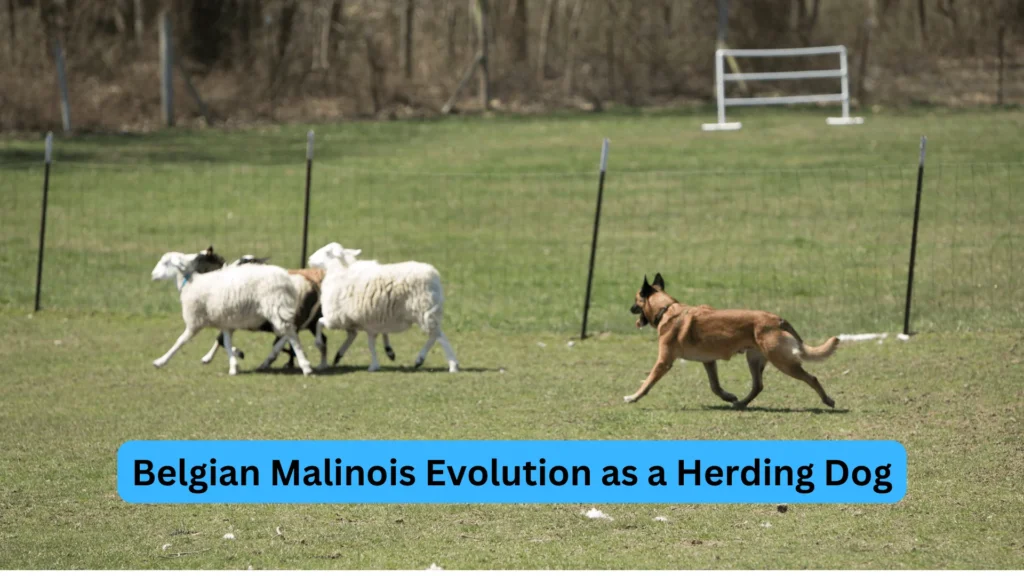 Are Belgian Malinois Right for You? A Comprehensive Guide 2 Belgian Malinois Evolution as a Herding Dog