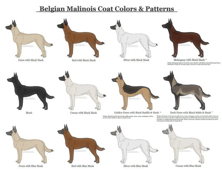 Are Belgian Malinois Right for You? A Comprehensive Guide 4 Belgian Malinois color and coat
