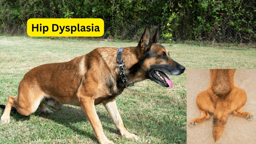 Are Belgian Malinois Right for You? A Comprehensive Guide 9 Hip Dysplasia