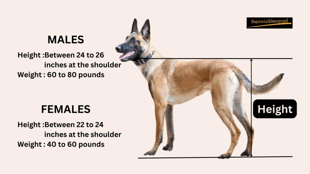 Are Belgian Malinois Right for You? A Comprehensive Guide 3 Physical Characteristics
