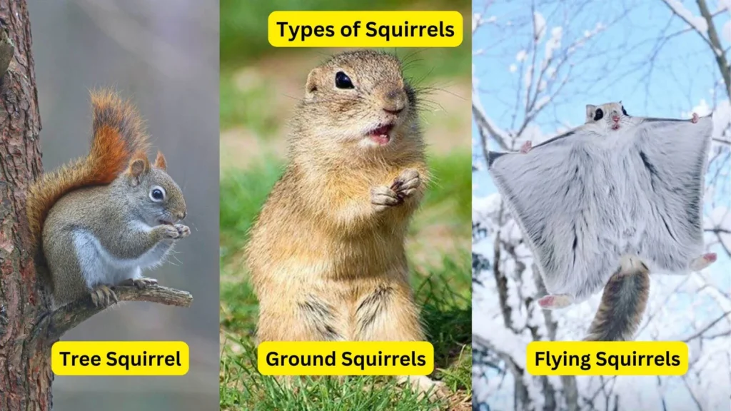 Squirrel Appreciation Day: A Celebration of Nature's Agile Foragers 8 Types of Squirrels