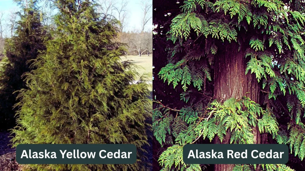 Tongass National Forest: America’s Rainforest Treasure 4 Alaska Yellow Cedar and Red Cedar