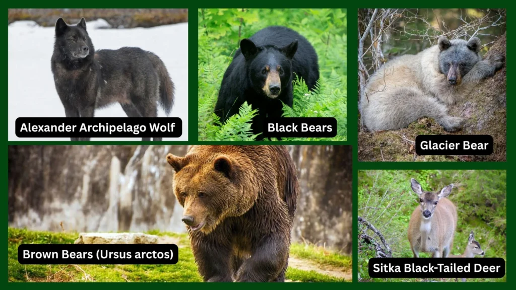 Tongass National Forest: America’s Rainforest Treasure 5 Animals