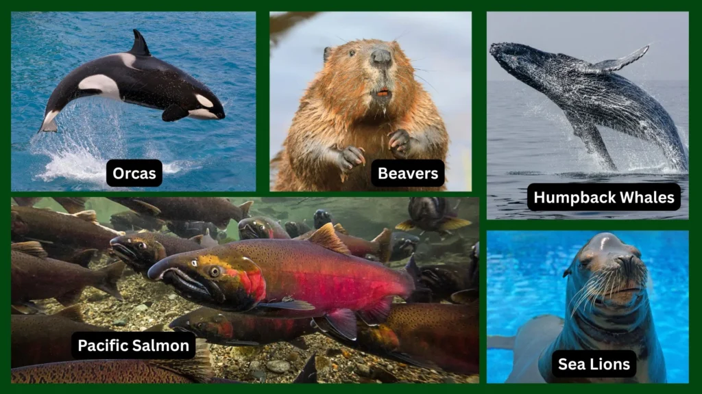 Tongass National Forest: America’s Rainforest Treasure 7 Aquatic and Marine Life