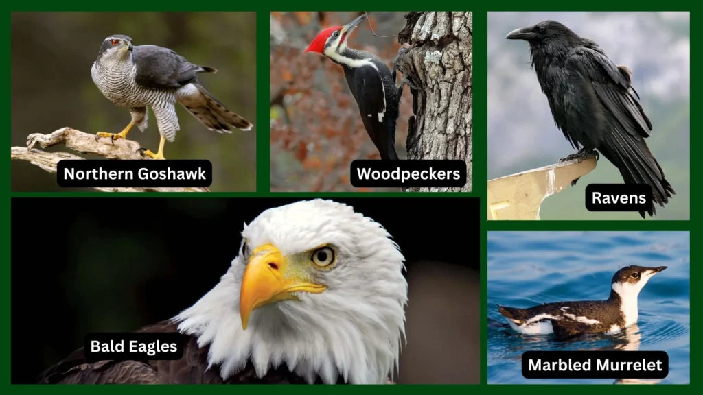 Tongass National Forest: America’s Rainforest Treasure 6 Birds