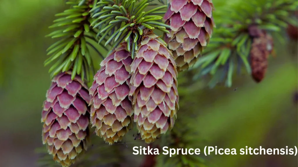 Tongass National Forest: America’s Rainforest Treasure 2 Sitka Spruce