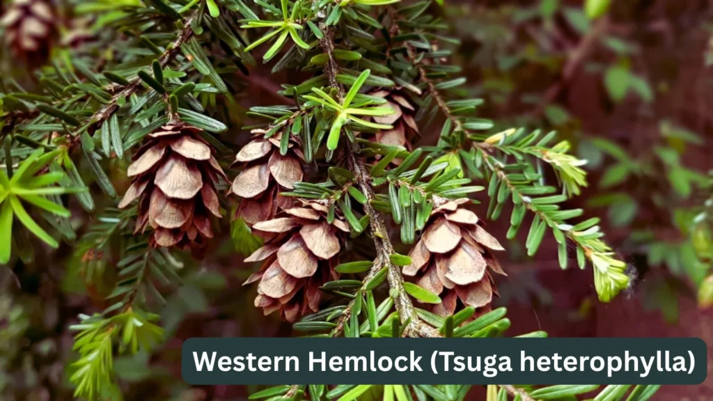 Tongass National Forest: America’s Rainforest Treasure 3 Western Hemlock