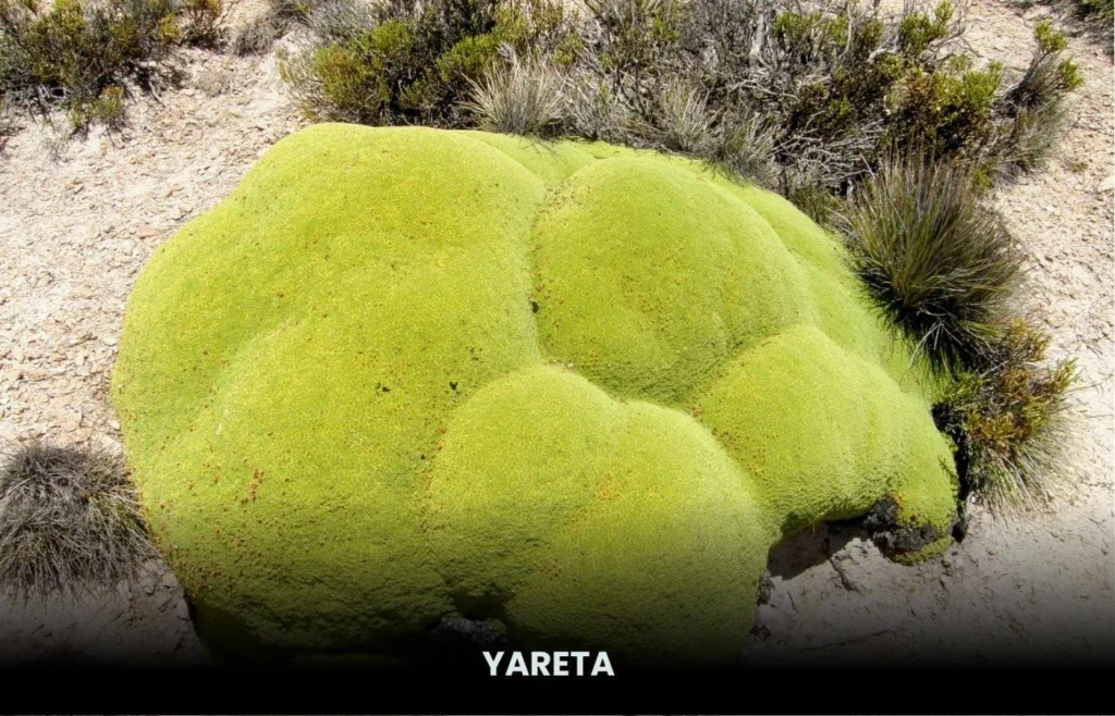 Quebrada de Humahuaca — Argentina’s Timeless Andean Valley 11 Yareta